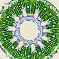 Praslička roľná (Equisetum arvense)